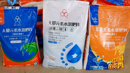 云天化種植牛人:啥樣水溶肥效果好,火龍果地頭看化水試驗