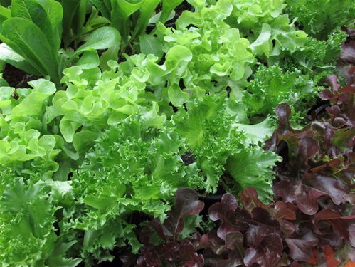 2021年最新型肥料增效劑產品管稼1號 傳統調節劑替代品