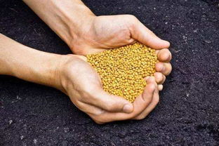 如何科學(xué)施肥，有效提升化肥利用率