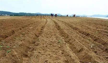 土壤告急 濫用肥料，讓大地“生病”，何談豐收？